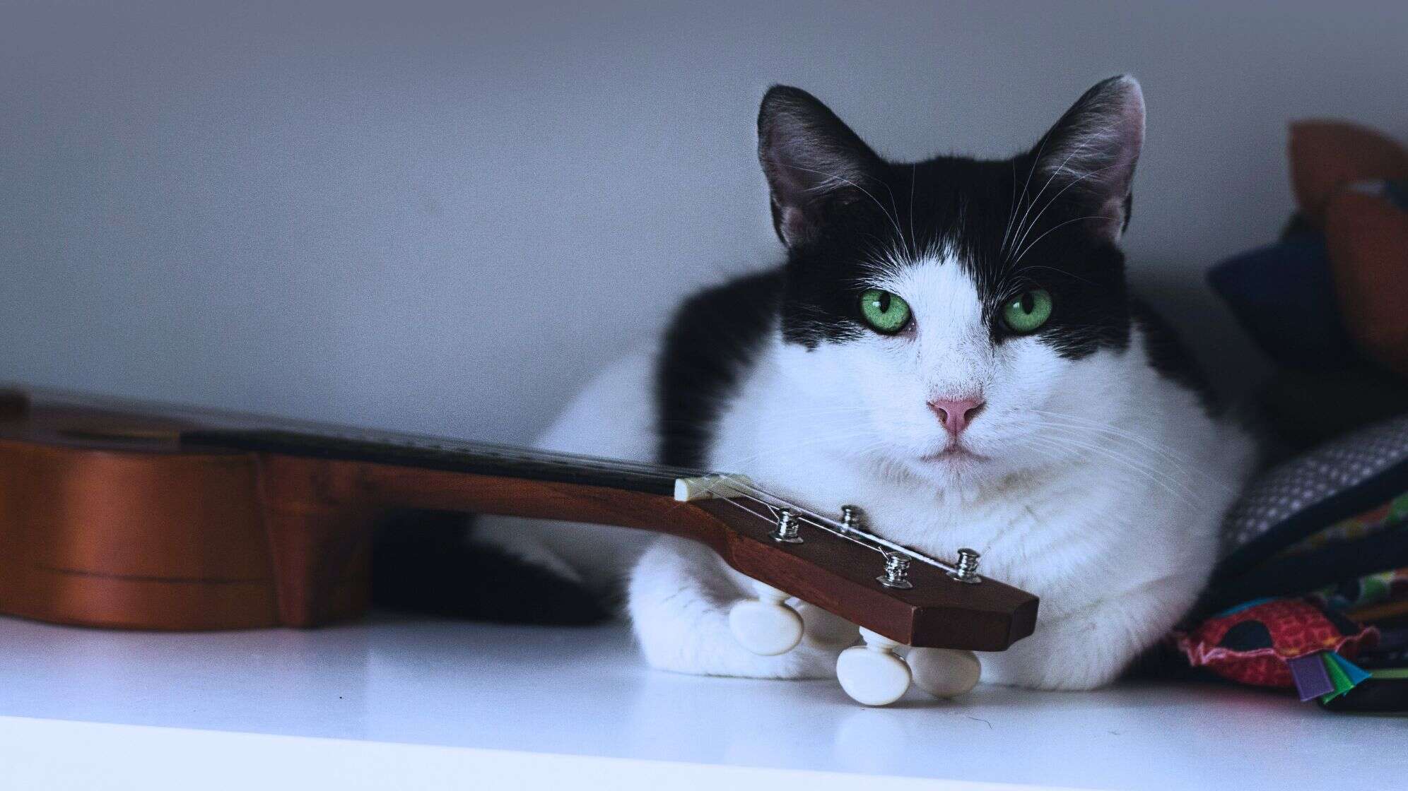 Eine Katze liegt neben einer Gitarre